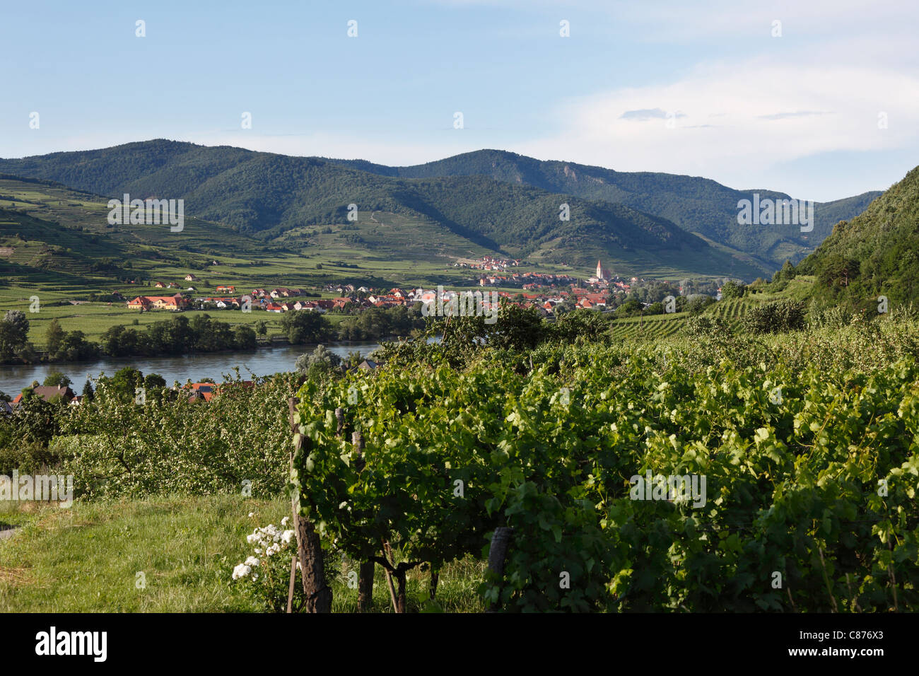 Österreich, Niederösterreich, Wachau, Weissenkirchen, Blick auf das Dorf mit Donau und Weinberg im Vordergrund Stockfoto