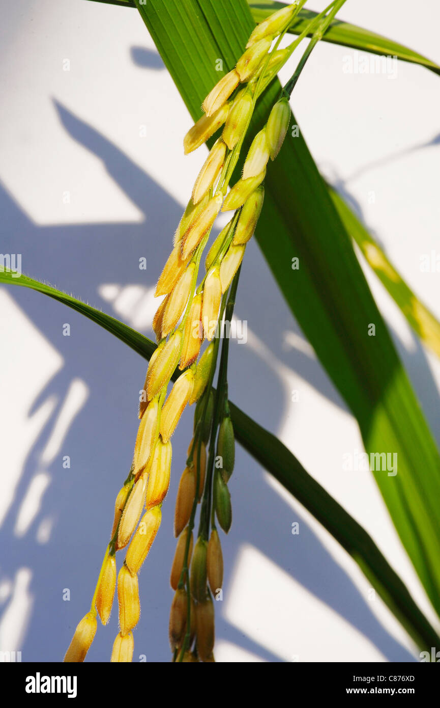 Goldener Reis Stockfoto