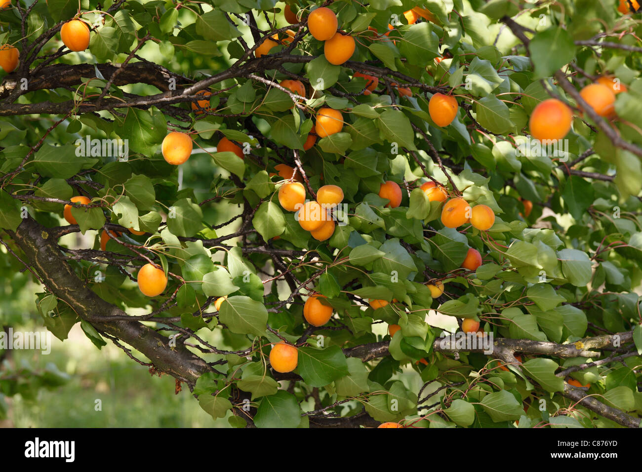 Österreich, Wachau, Großaufnahme der Aprikosenbaum mit Aprikosen Stockfoto