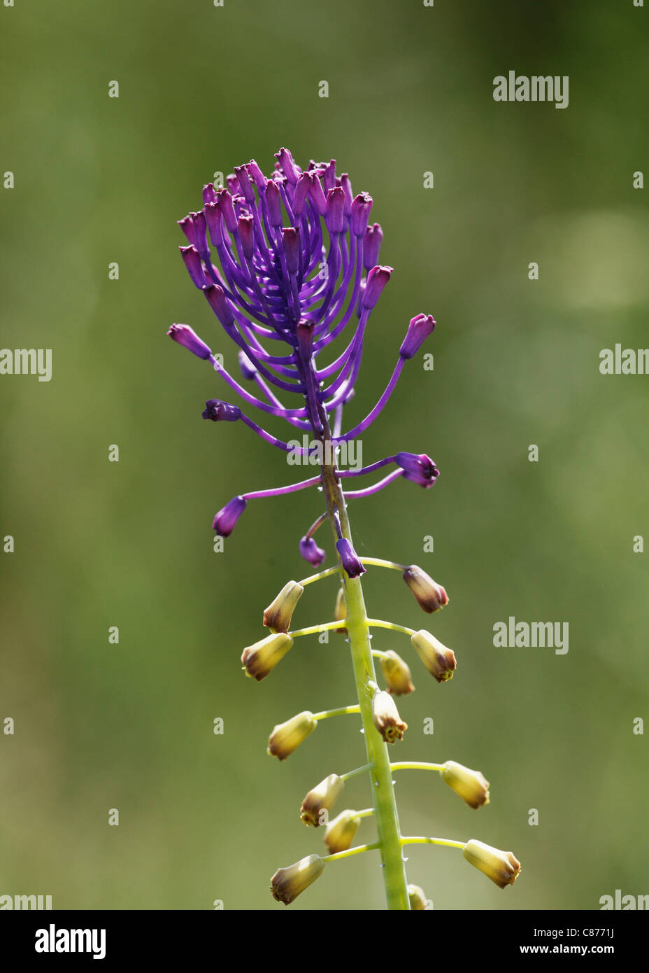 Österreich, Wachau, Großaufnahme der Quaste Hyazinthe Stockfoto