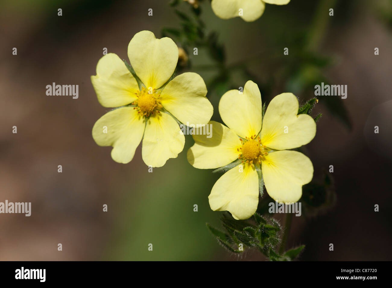 Österreich, Wachau, Nahaufnahme von Schwefel Fingerkraut Stockfoto