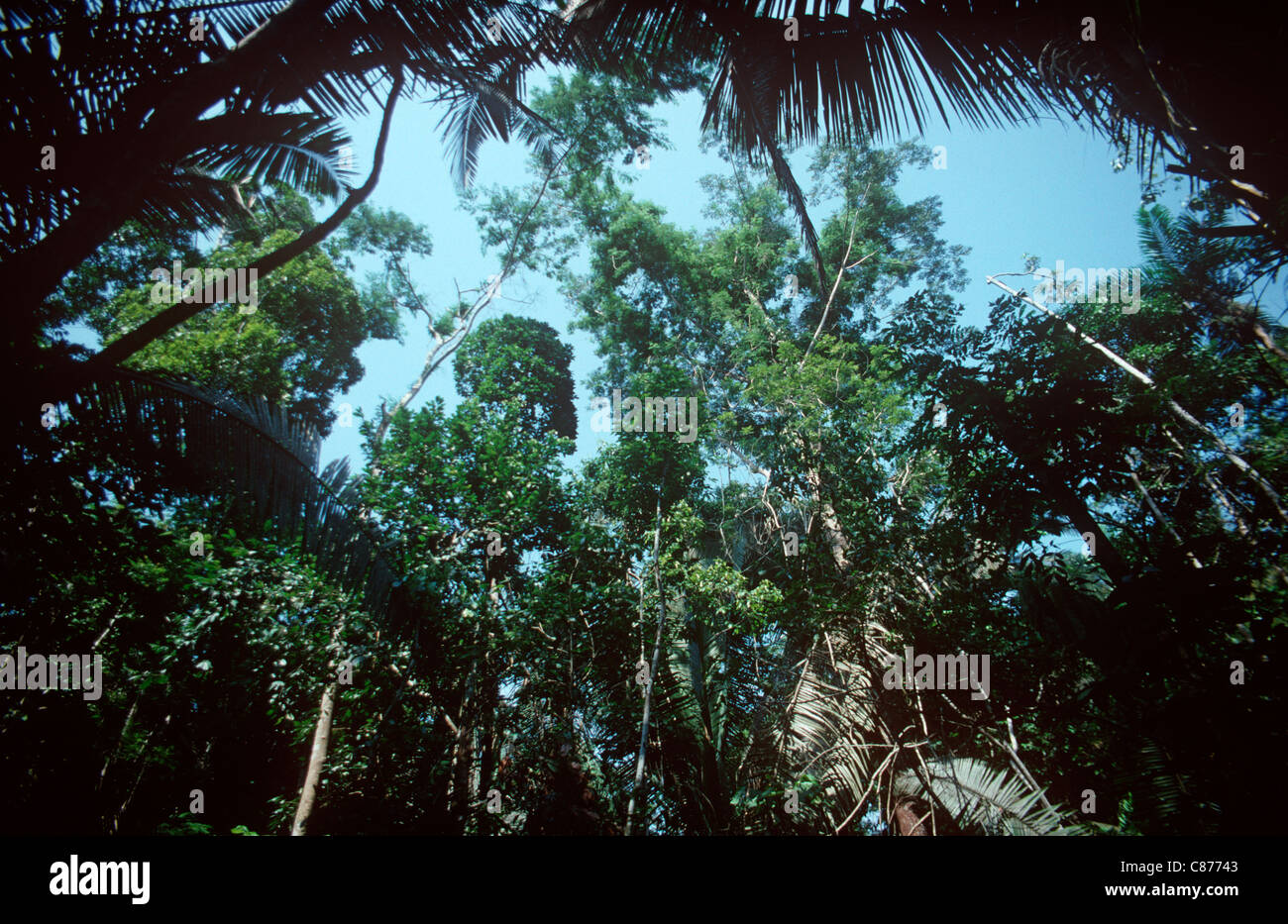 Amazonas-Regenwald leichte Lücke in den Baumkronen, erstellt von einem fallenden Baum Senkung anderer, Brasilien Stockfoto