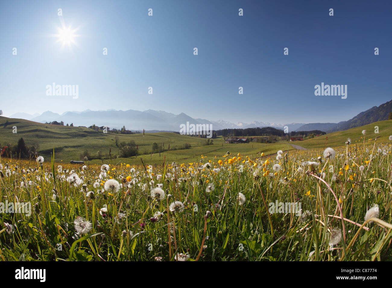 Deutschland, Bayern, Swabia, Allgäu, Oberallgäu, Ofterschwang, Landschaft mit Wiesen und Bergen im Hintergrund Stockfoto