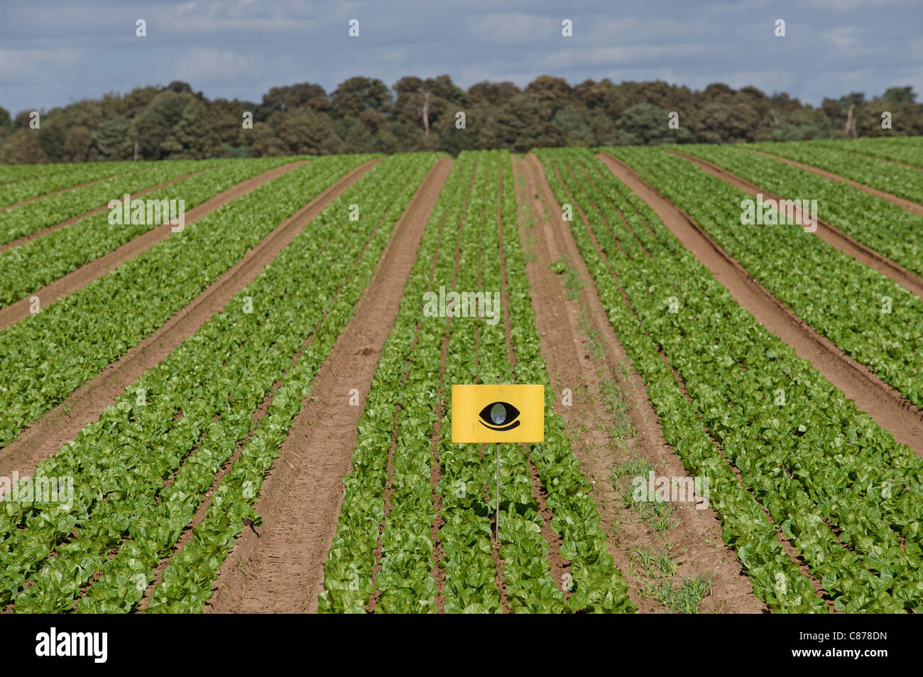 Salate wachsen in einem Feld mit einem Vogel-Nageltiereverscheucher, Suffolk, UK. Stockfoto