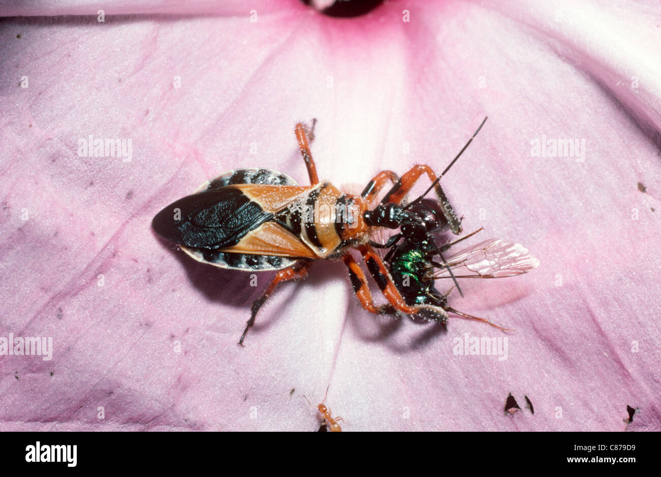 Biene-Assassin-Bug (Apiomerus Flaviventris: Reduviidae) ernähren sich von einer Biene in Wüste Mexiko Stockfoto