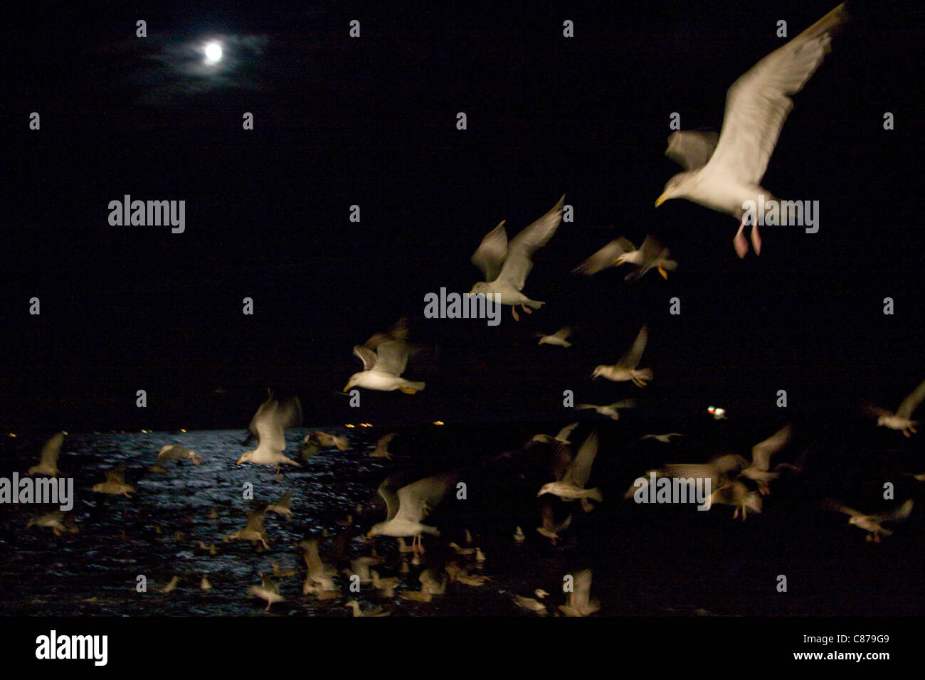 Möwen fliegen durch die Nacht, in der Hoffnung auf einen Anteil des Fangs hinter einem Trawler Fischerboot Stockfoto