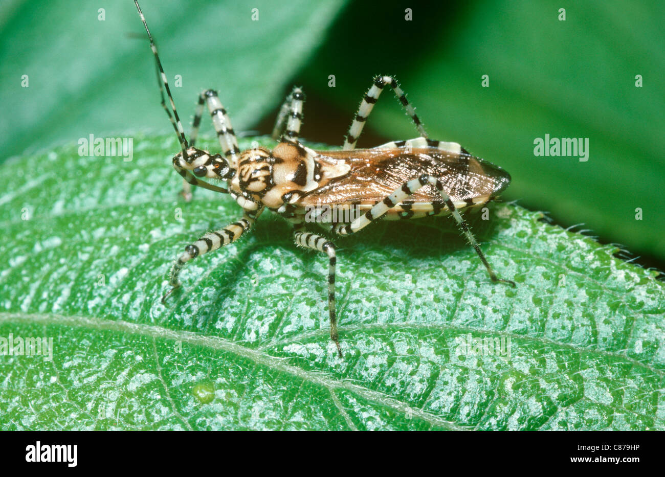 Assassin-Bug (Pselliopus Zebra: Reduviidae) im Nebelwald Mexiko Stockfoto