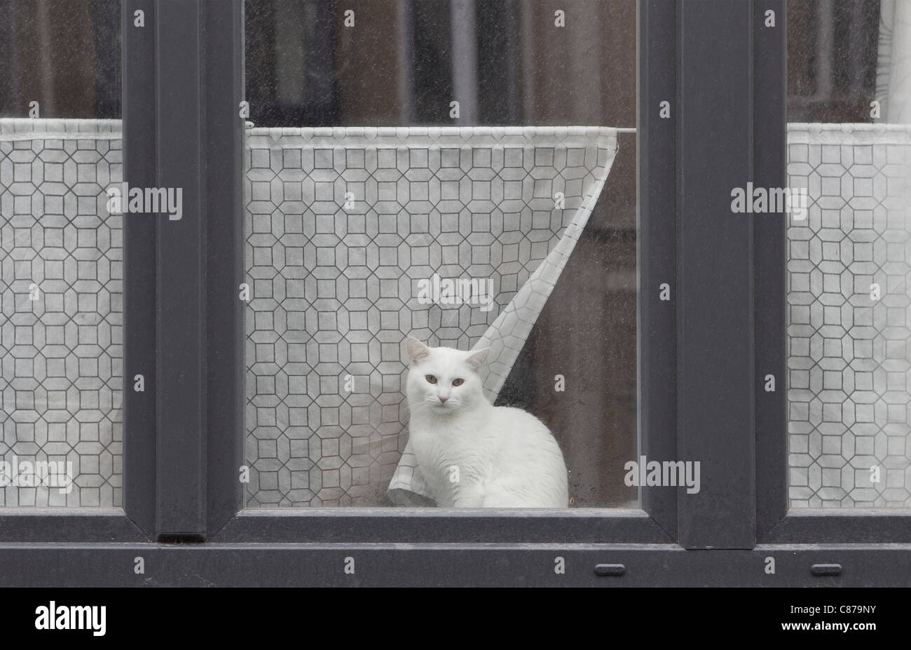 weiße Katze hinter schmutzige Fenster Stockfoto