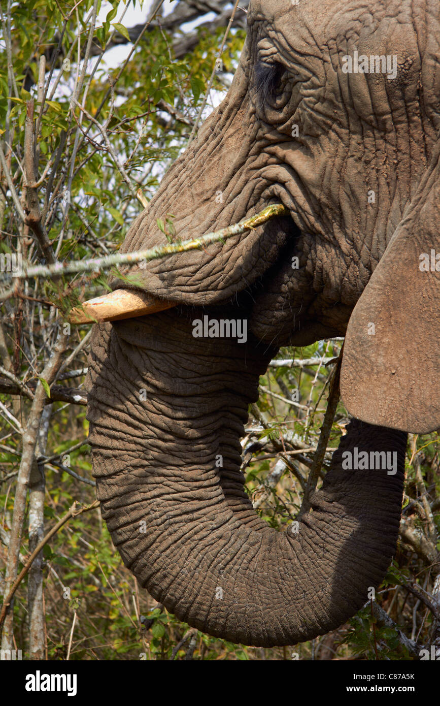 Elefant in Natal Lion Park, in der Nähe von Pietermaritzburg, KwaZulu-Natal, Südafrika. Stockfoto