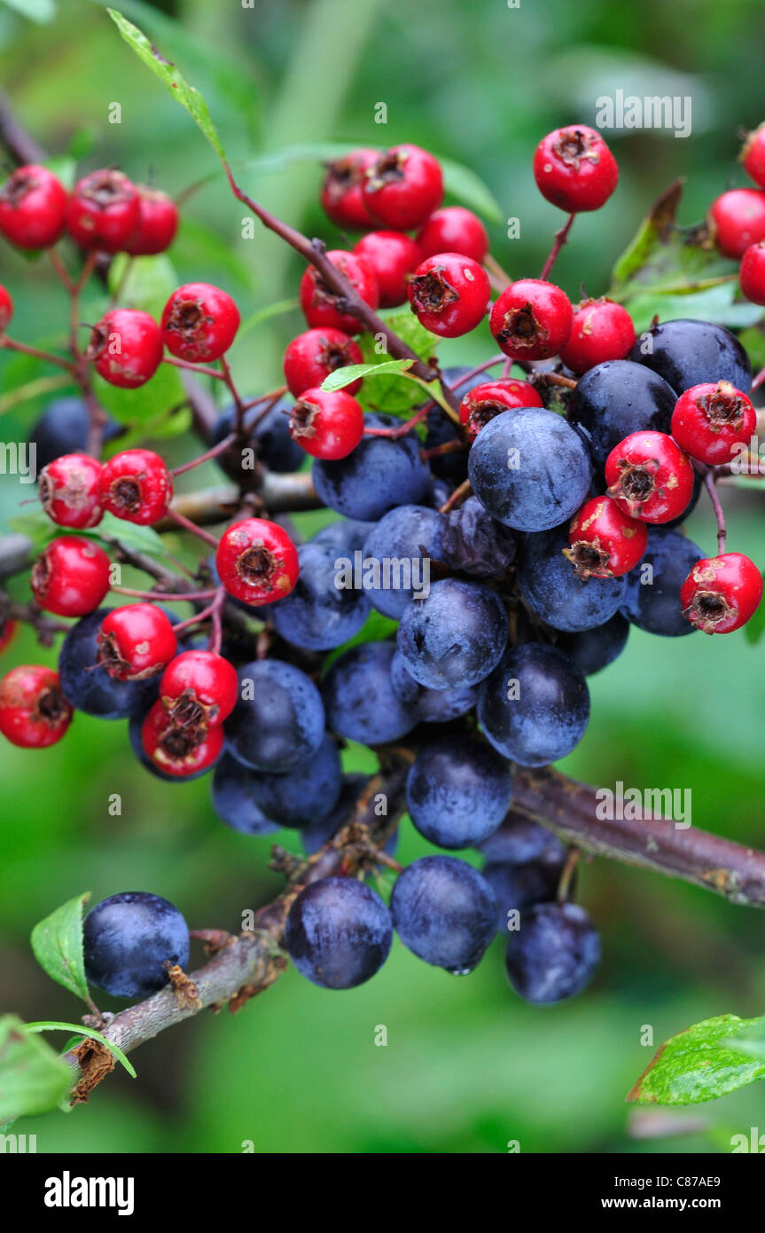 Schwarz und rot, Herbst Beeren verschlungenen zusammen UK Stockfoto