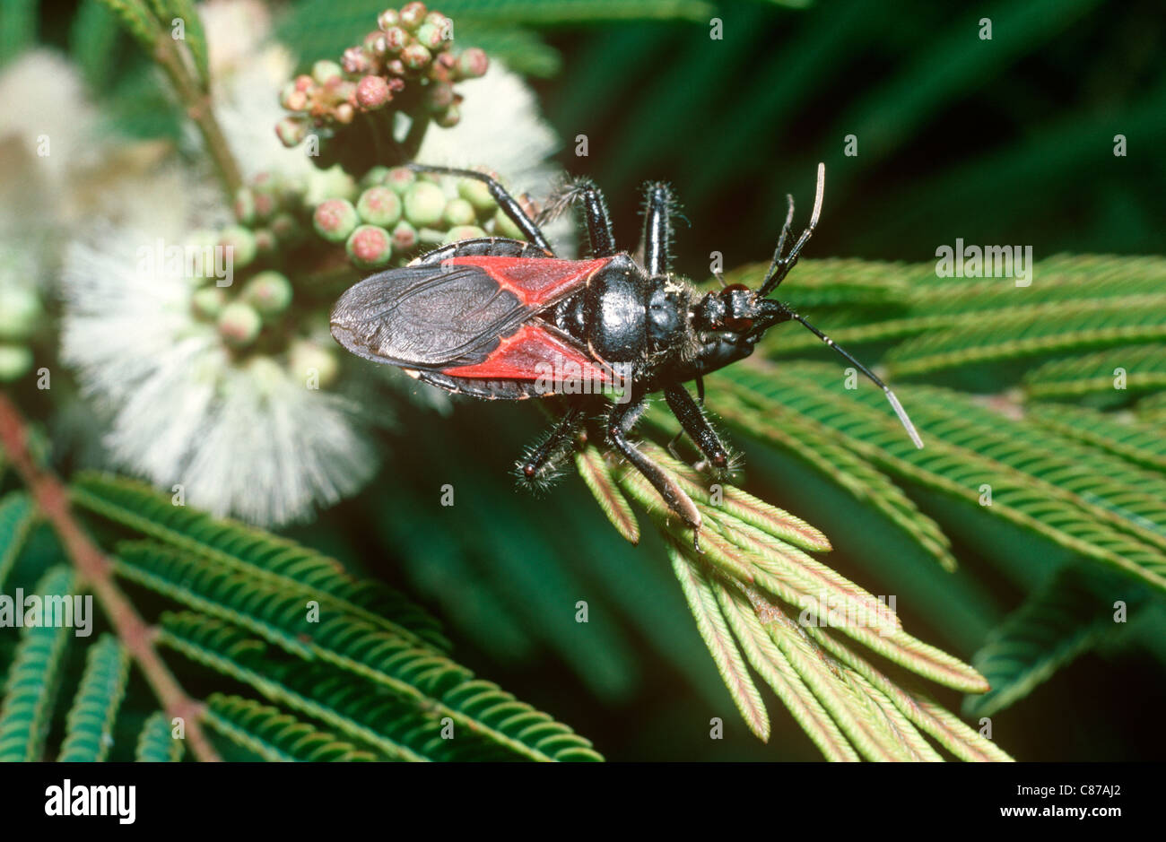 Assassin-Bug (Apiomerus SP.: Reduviidae) auf Mimosa vorbei Beute wartet, Wüste, Mexiko Stockfoto