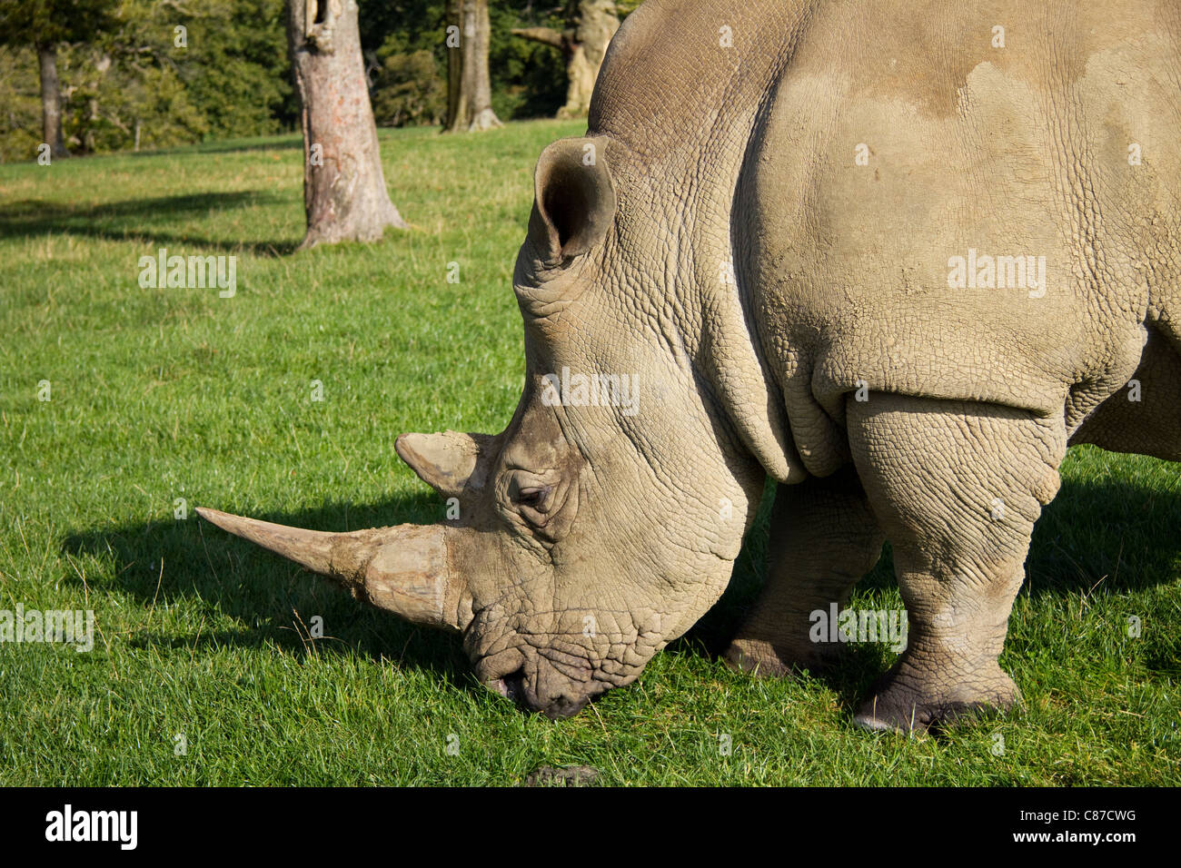 Breitmaulnashorn in Longleat Safari Park Wiltshire UK Stockfoto