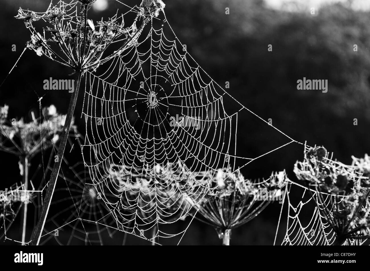 Taufrische Spinnweben Stockfoto