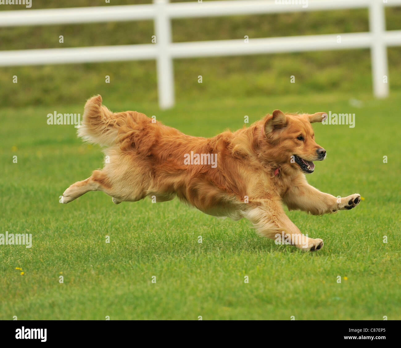 golden Retriever laufen Stockfoto