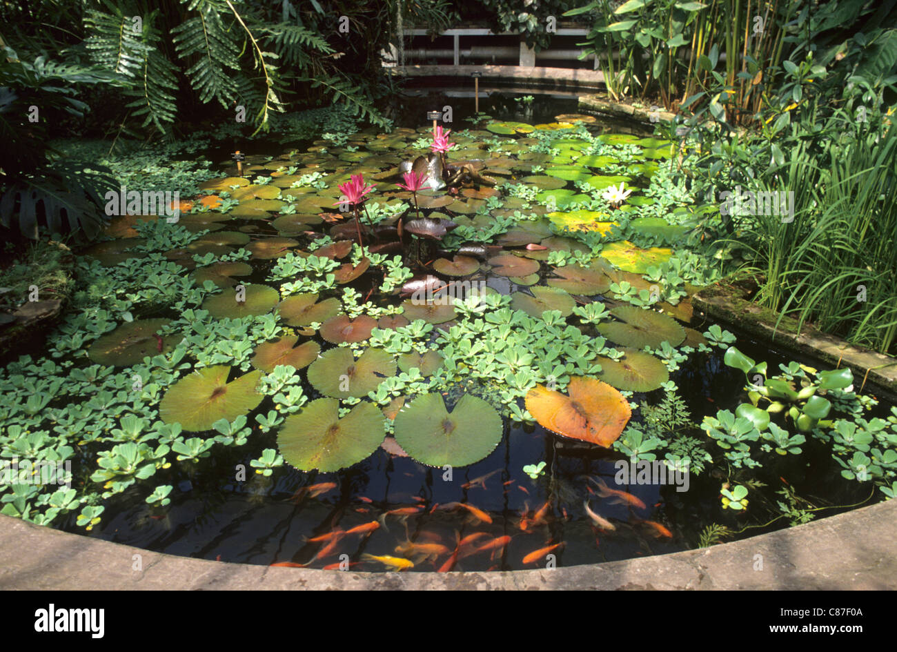 Birmingham Botanical Gardens, beherbergt Seerosenteich in Glas Haus