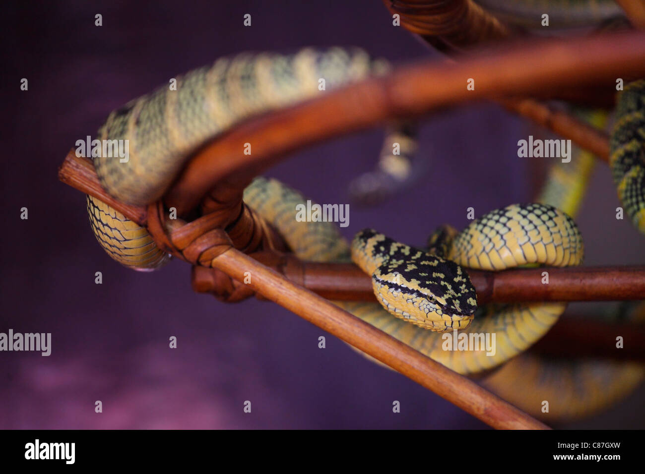 Grubenottern im Snake Temple of Azure Cloud, Bayan Lepas, Penang, Malaysia Stockfoto