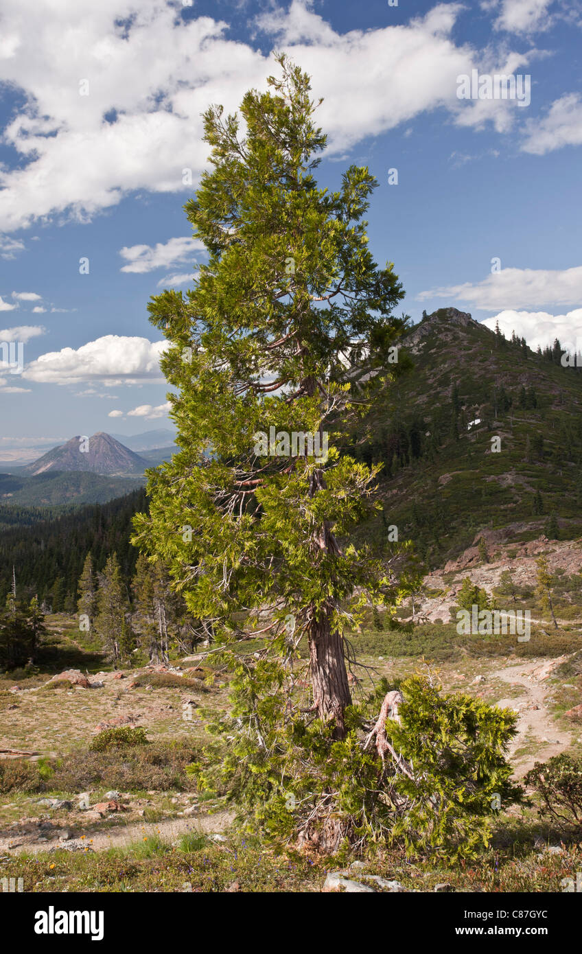 California Weihrauch-Zeder, Calocedrus Decurrens (oder Libocedrus Decurrens) hoch über Lake Shasta, California Nord. Stockfoto