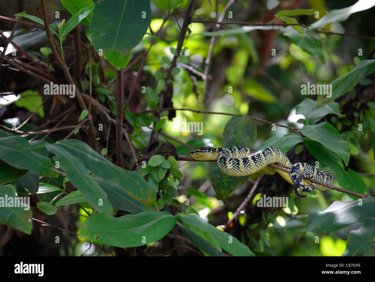 Grubenottern auf einem Baum im Snake Temple of Azure Cloud, Bayan Lepas, Penang, Malaysia Stockfoto