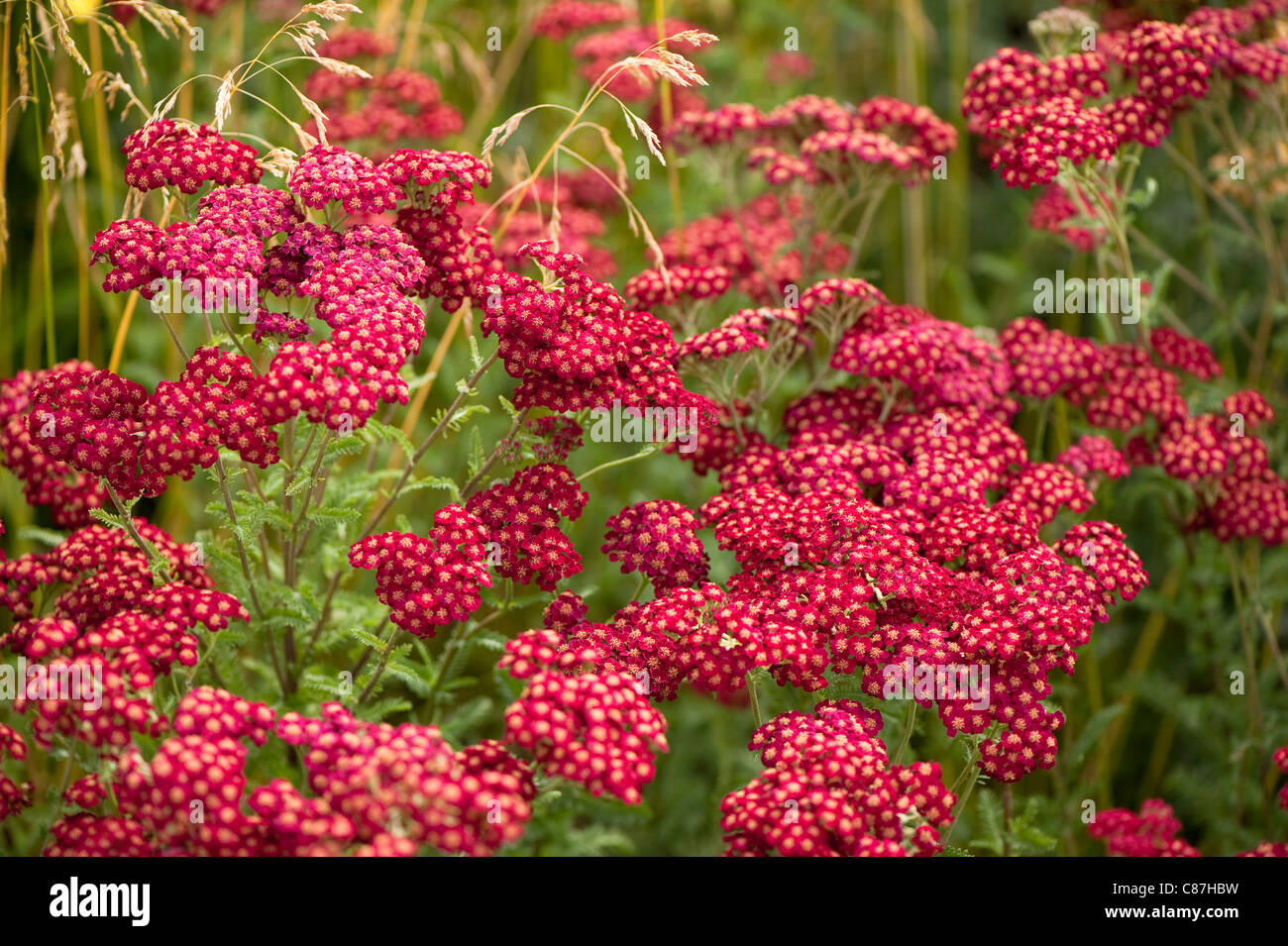 Achillea Millefolium 'Red Velvet', Schafgarbe, in der 'Gräser mit Grace' Schaugarten 2011 RHS Flower Show Tatton Park Stockfoto