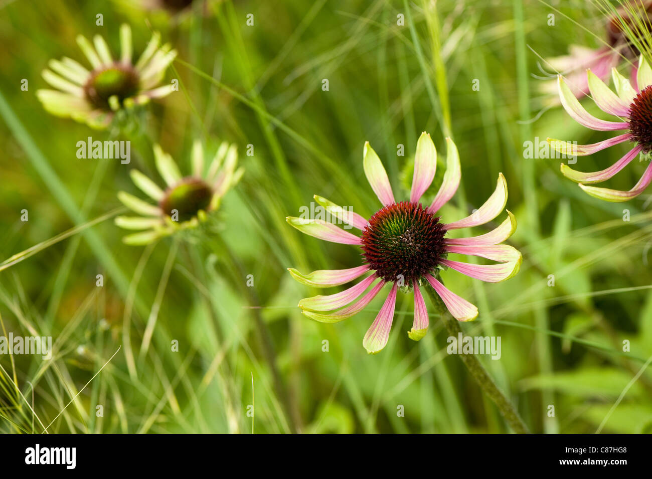 Echinacea 'Green Envy"mit Stipa Capillata"Spitzenschleier" Stockfoto