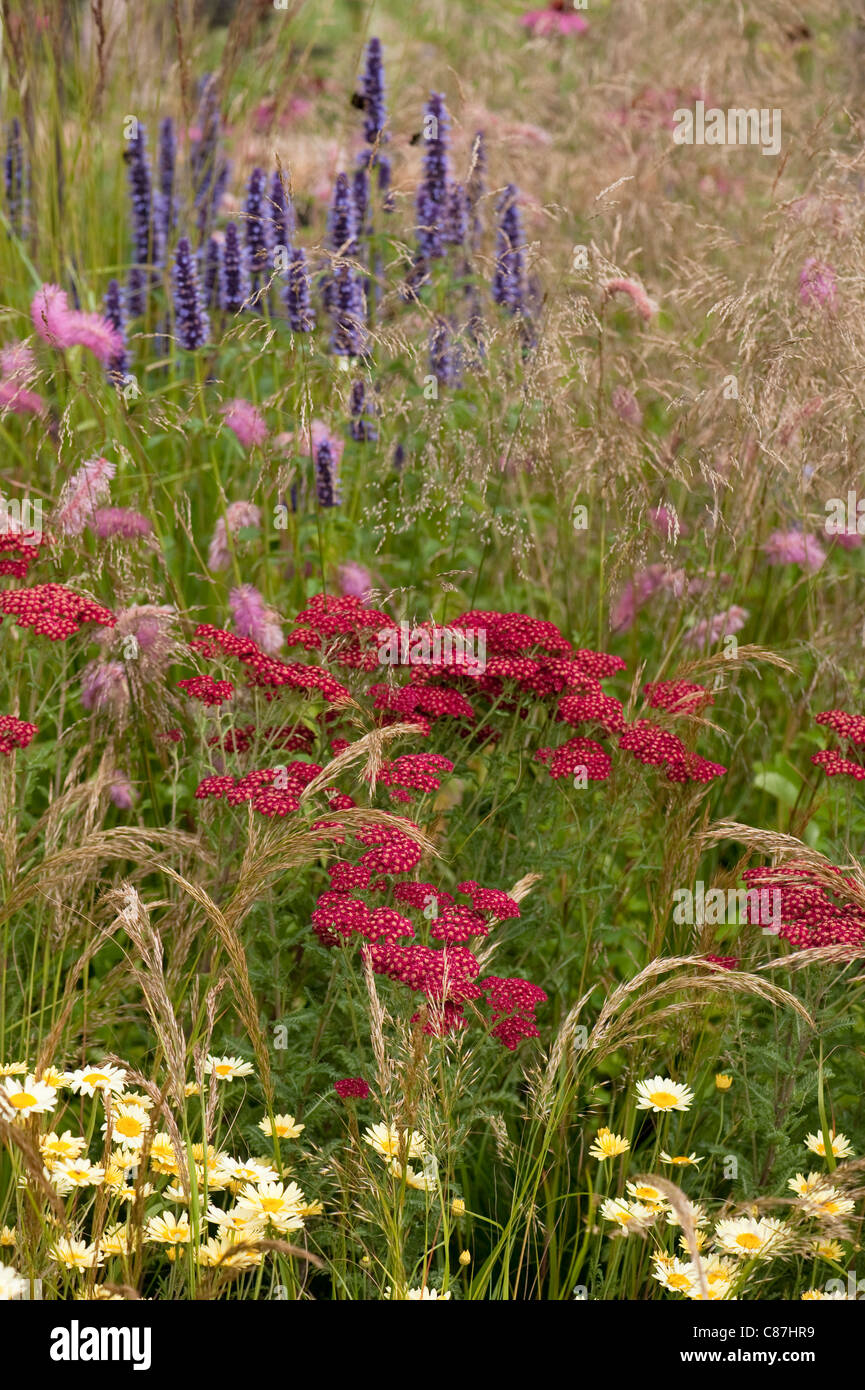 Achillea Millefolium 'Red Velvet' mit Sanguisorba Obtusa und Wildform "Black Adder" im Hintergrund Stockfoto