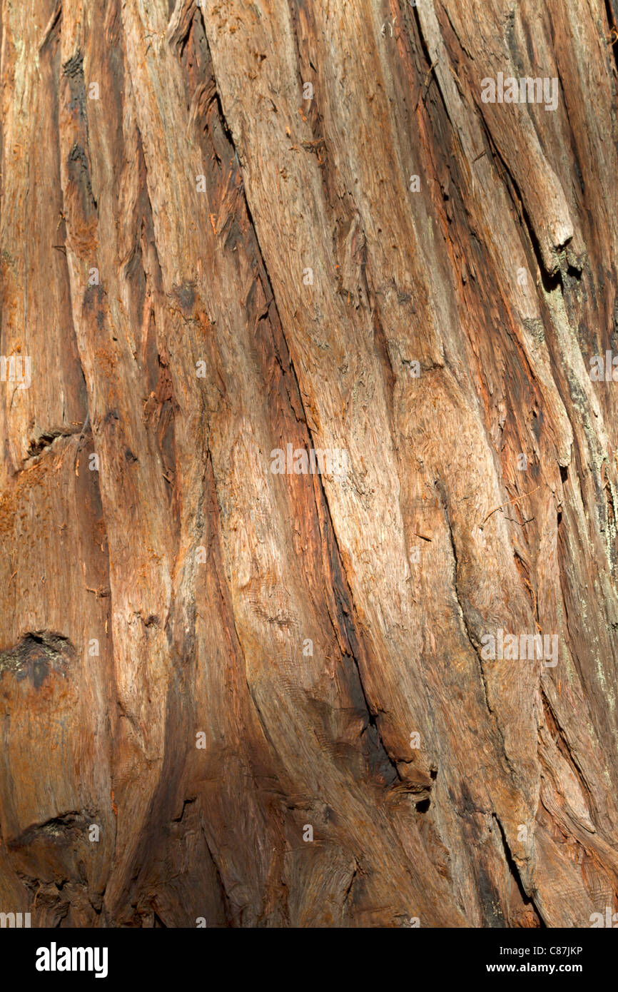 Rinde der Redwood-Bäume im ein State Park, Kalifornien USA Stockfoto