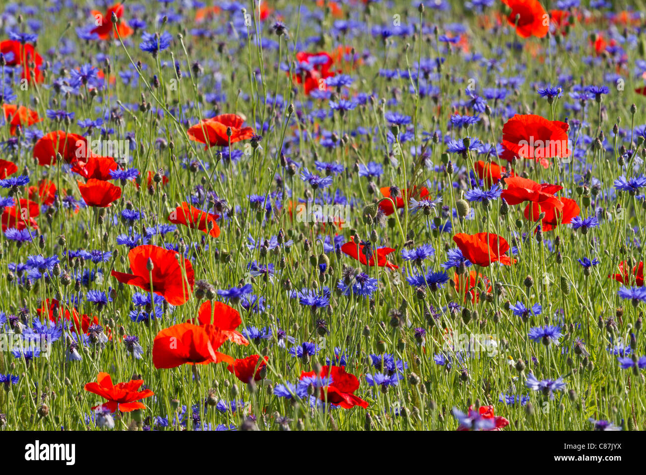 Mohnblumenfeld mit kornblumen -Fotos und -Bildmaterial in hoher ...