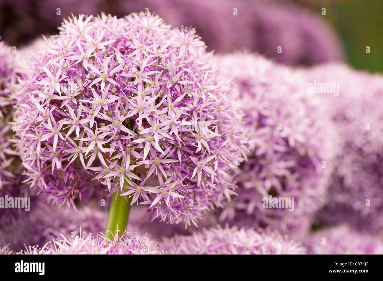 Allium 'Globemaster' in Blüte Stockfoto