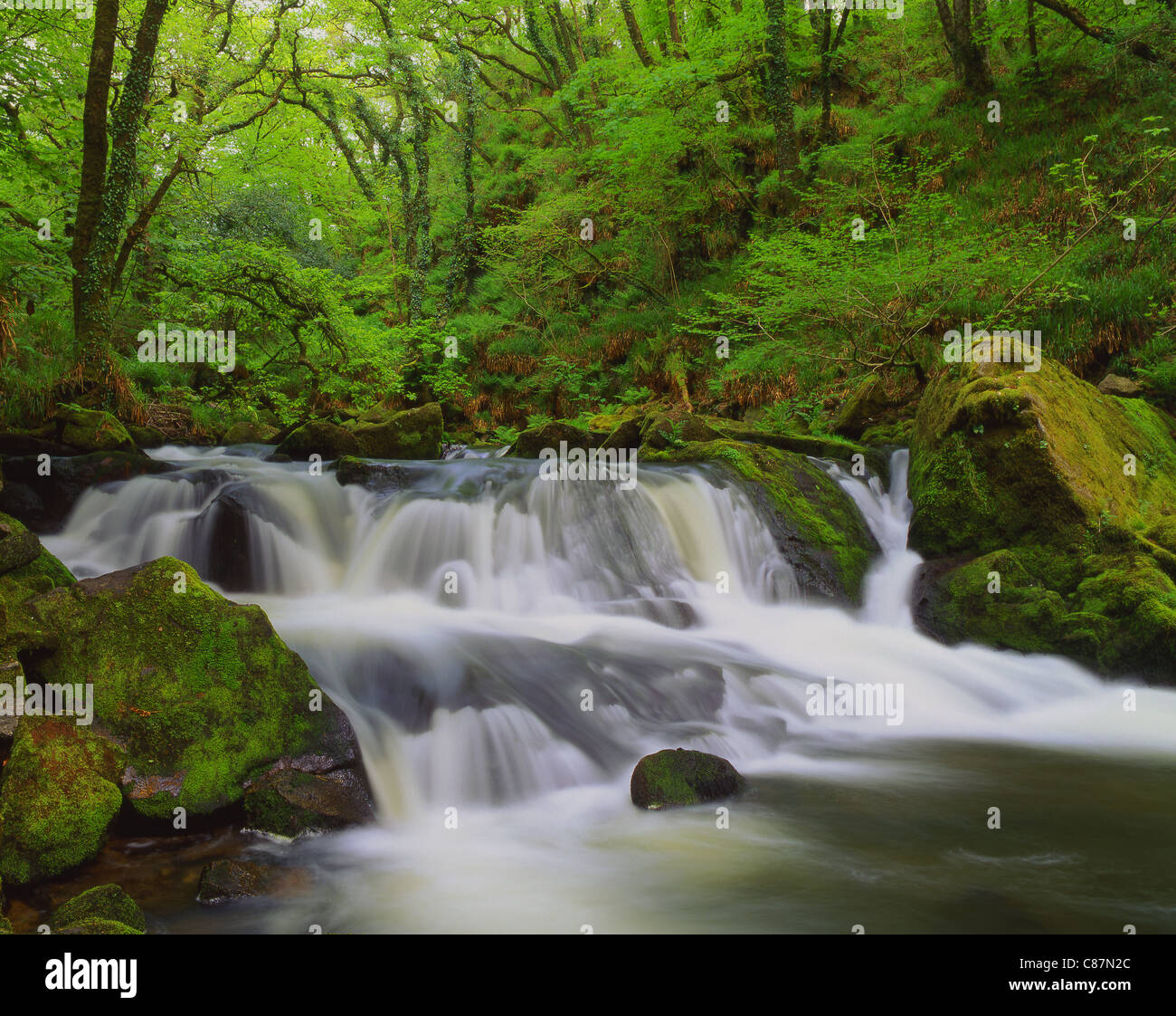 Großbritannien, Cornwall, Golitha auf dem Fluss Fowey fällt in der Nähe von Bodmin Moor im frühen Frühjahr Stockfoto