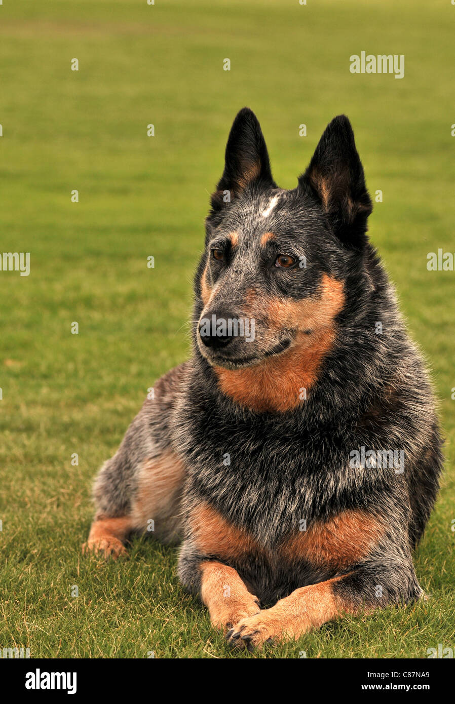 Ein weiblicher Australian Cattle Dog oder Queensland Blue Heeler, wer hören beeinträchtigt, in einem Park in Tucson, Arizona, USA. Stockfoto