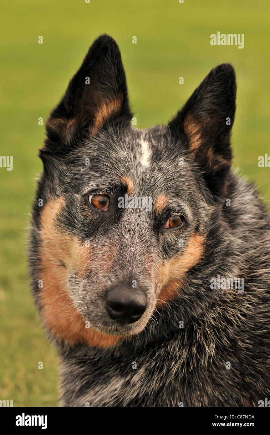 Ein weiblicher Australian Cattle Dog oder Queensland Blue Heeler, wer hören beeinträchtigt, in einem Park in Tucson, Arizona, USA. Stockfoto