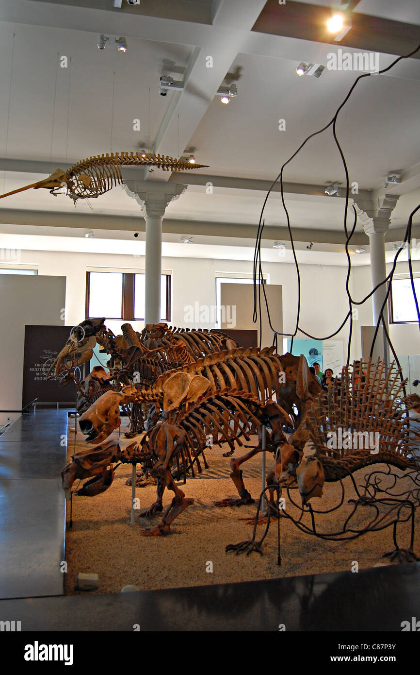 American Museum of Natural History, New York City Stockfoto