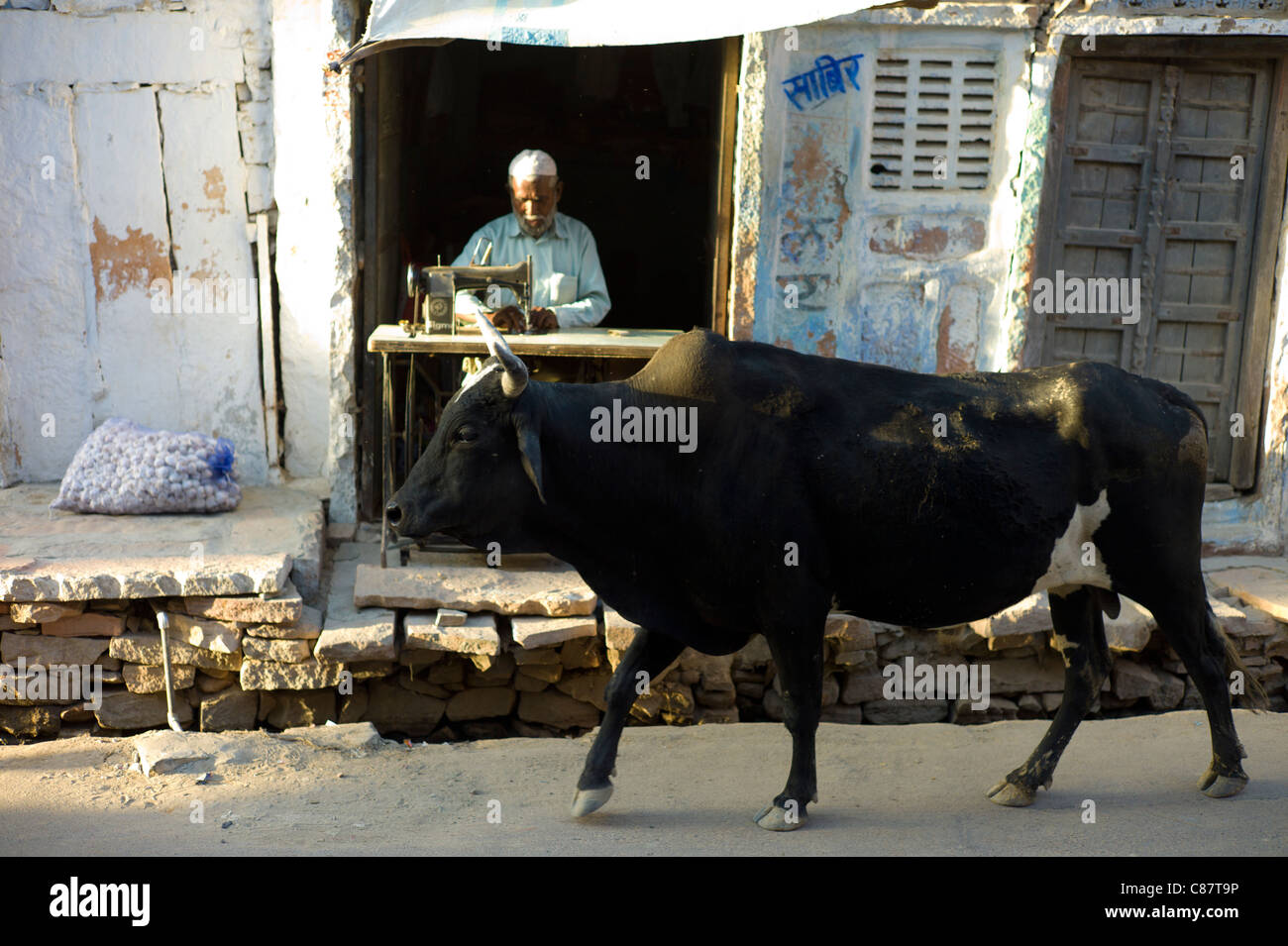 Bull Spaziergänge vorbei an indischen Mann mit Nähmaschine im Dorf Rohet in Rajasthan, Nordindien Stockfoto