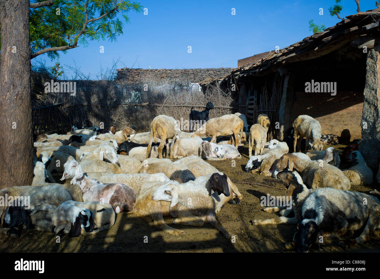 Heimatlichen Hof mit Schafen und Ziegen in Narlai Dorf in Rajasthan, Nordindien Stockfoto