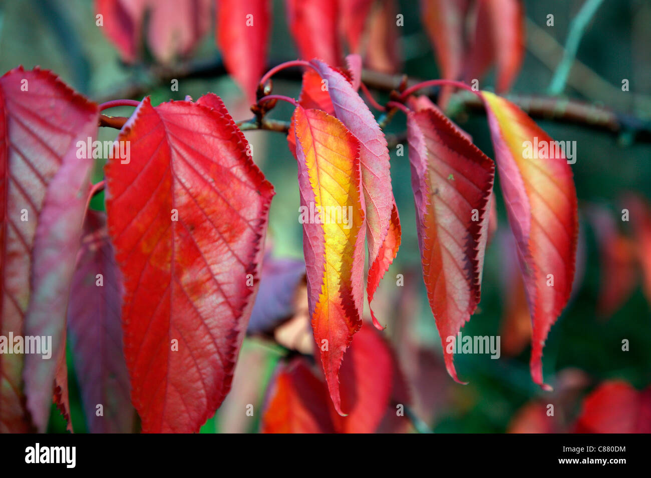 Prunus Sargentii AGM zeigt Blatt Herbstfärbung Stockfoto