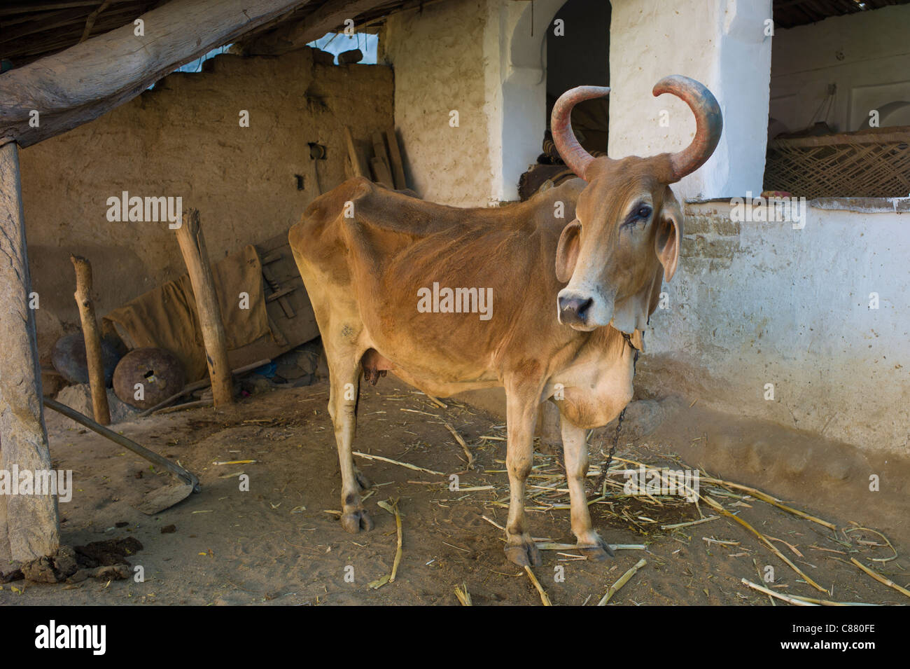 Kuh mit gebogenen Hörnern im heimatlichen Hof in Narlai Dorf in Rajasthan, Nordindien Stockfoto