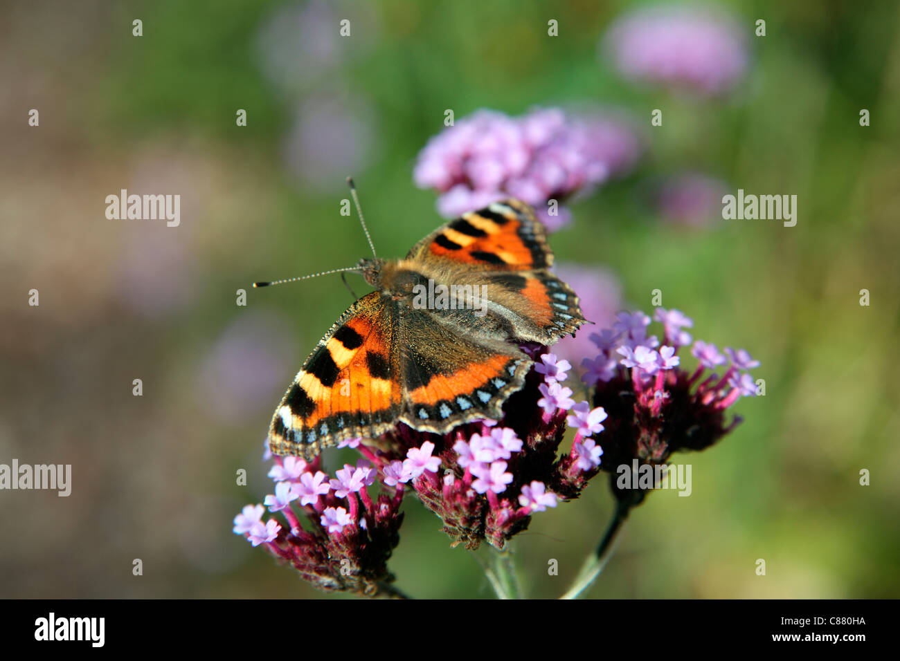 Kleiner Schmetterling Schildpatt - Aglais Urticae auf Verbena bonariensis Stockfoto