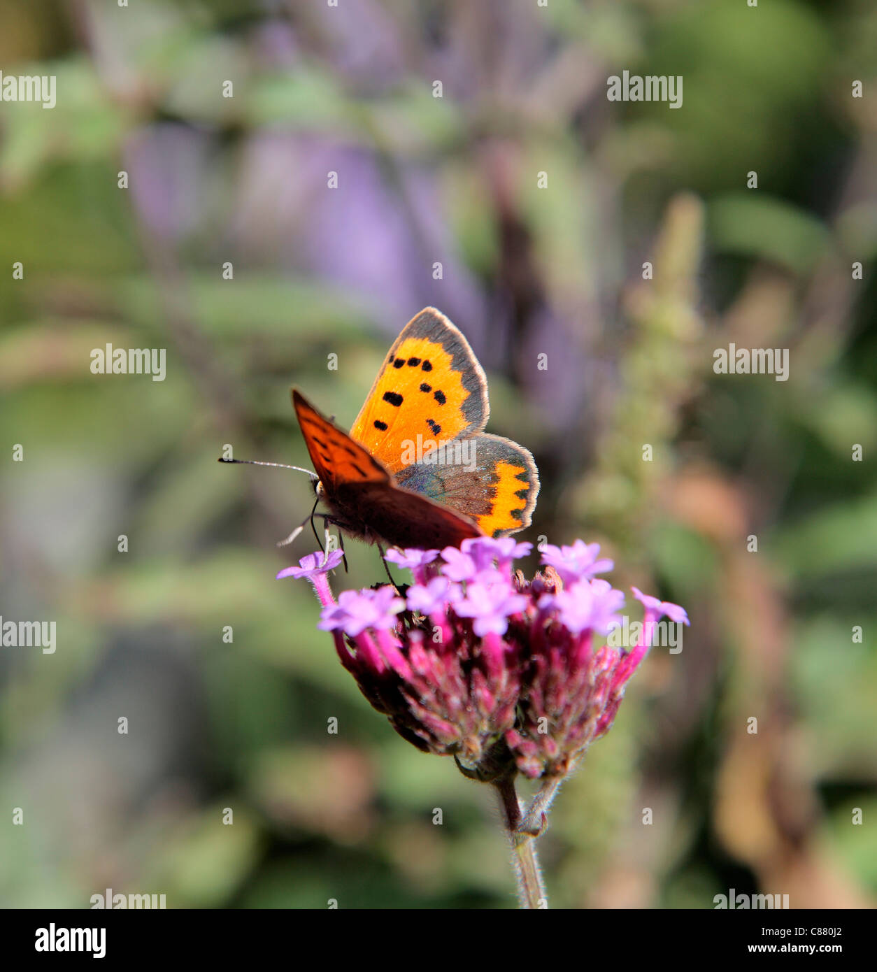Lycaena Phlaeas - kleiner Kupfer Schmetterling auf Verbena Bonariensis AGM Stockfoto