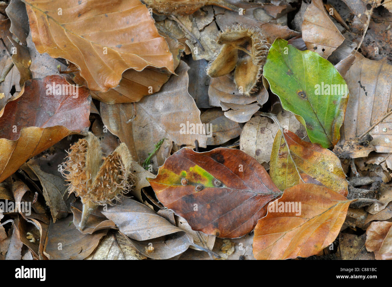 Buche: Fagus Sylvatica. Blätter und Früchte im Herbst. Stockfoto