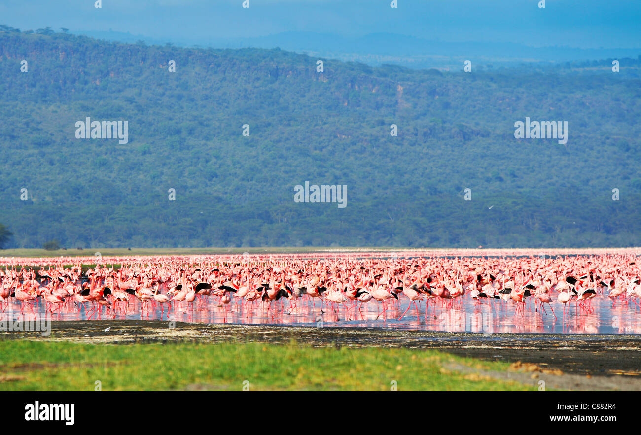 Safari in Afrika, Flamingos in den Lake Nakuru, Kenia Stockfoto