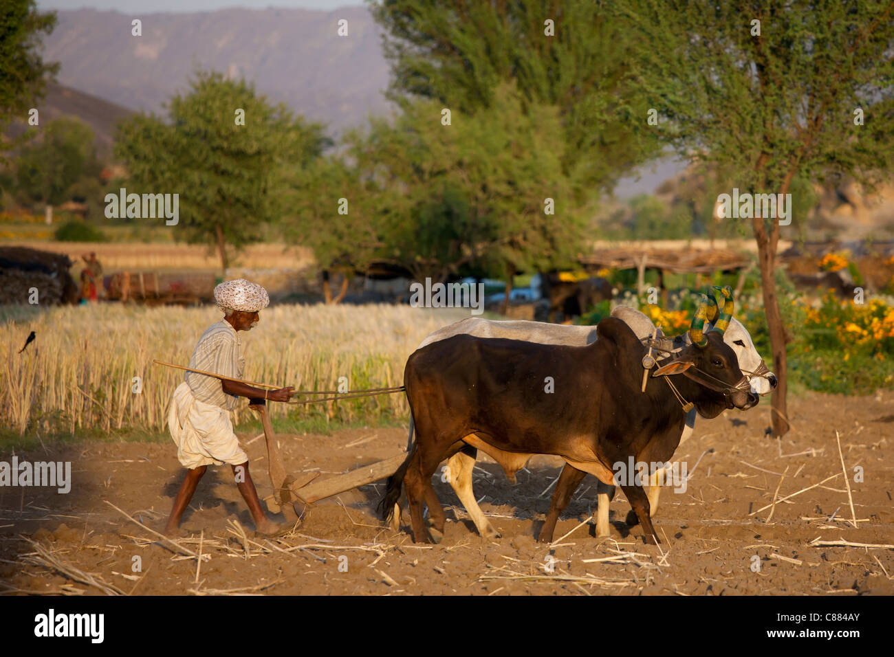 Bauer mit Ochsen pflügen Feld für Linsensuppe Ernte Felder am Nimaj, Rajasthan, Nordindien Stockfoto