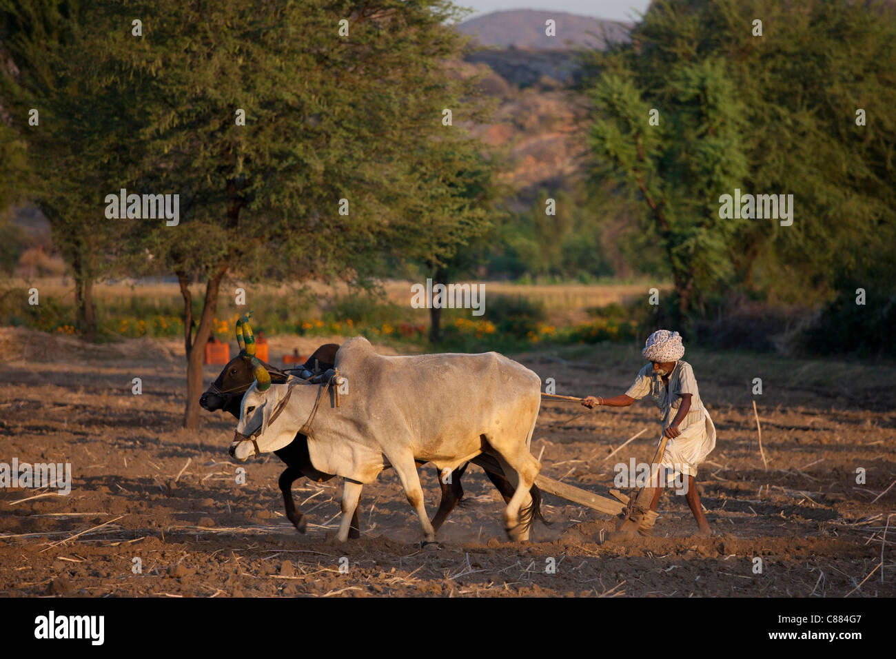 Bauer mit Ochsen pflügen Feld für Linsensuppe Ernte Felder am Nimaj, Rajasthan, Nordindien Stockfoto