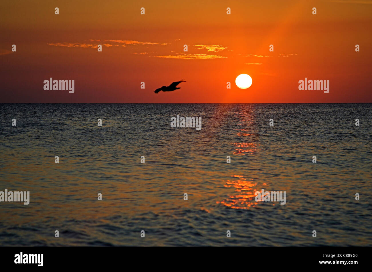 Pelikan im karibischen Sonnenuntergang Aruba fliegen. Stockfoto