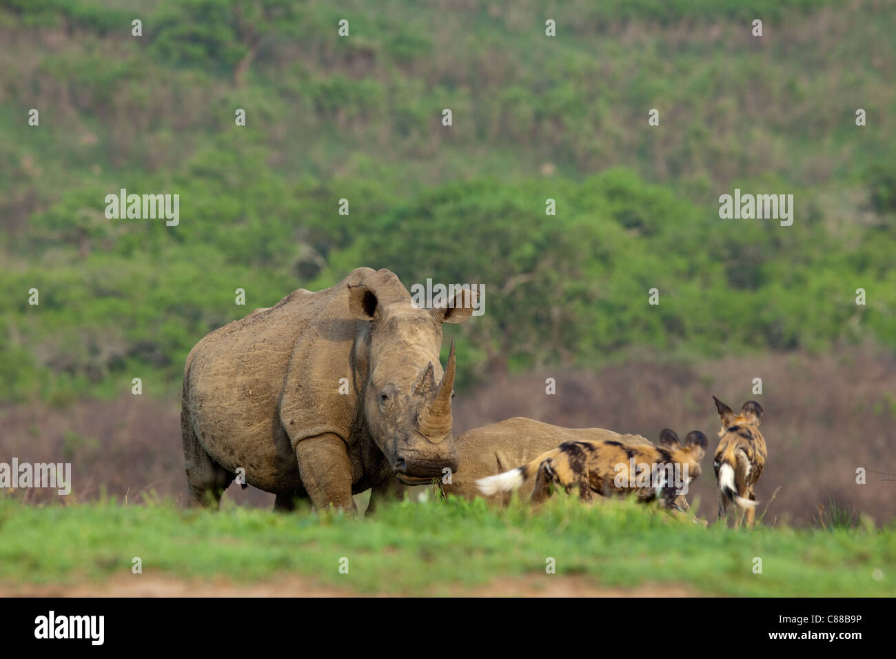 Nervös Breitmaulnashorn und Kalb zusammen mit Afrikanische Wildhunde. Stockfoto