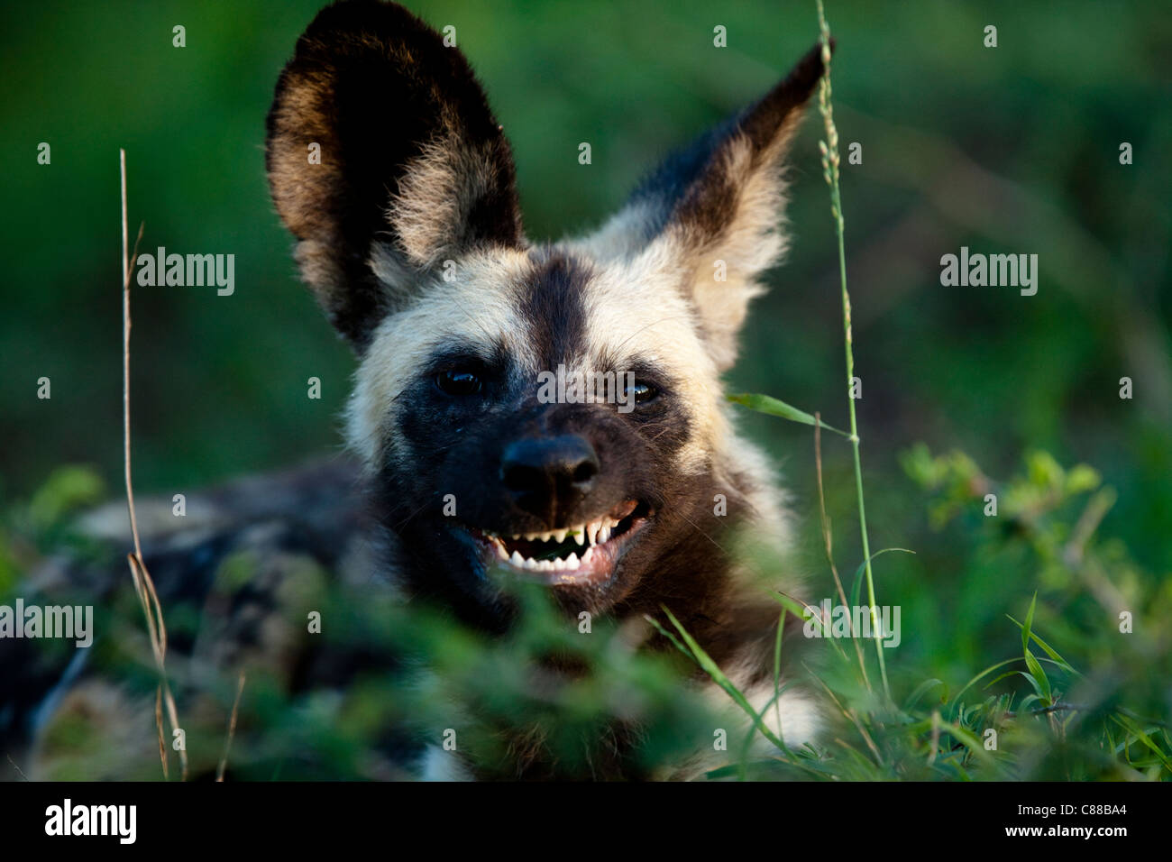 Afrikanischer Wildhund (LYKAON Pictus) Rasen essen. Hluhluwe-Imfolozi Wildreservat, Kwazulu-Natal, Südafrika. November 2010. Stockfoto