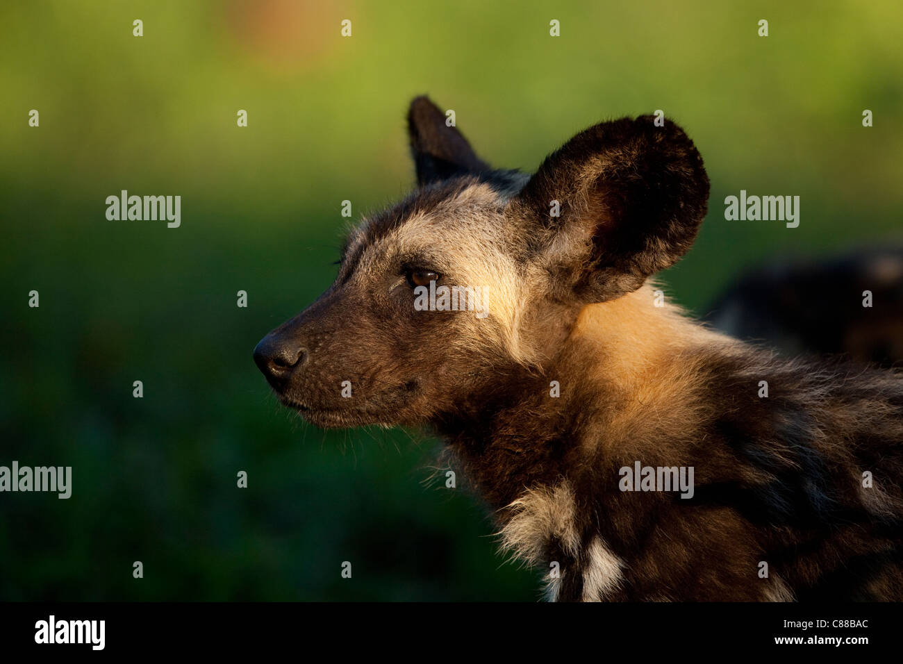 Afrikanischer Wildhund (LYKAON Pictus). Am frühen Morgen eine Begegnung mit einem wilden Hund. Stockfoto