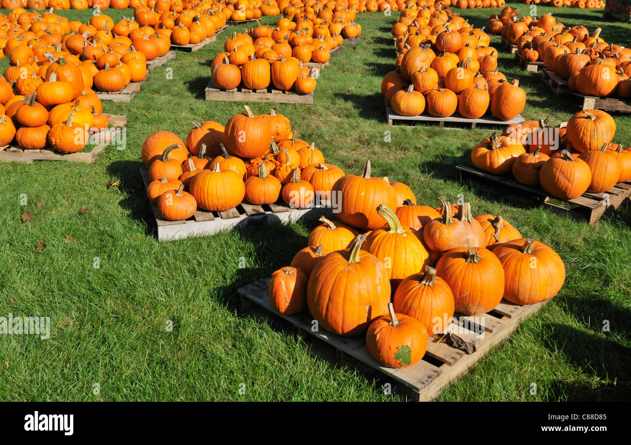 Feld voller Stapel von orange Kürbisse auf Holzpaletten im Oktober für Halloween in New England, USA Stockfoto