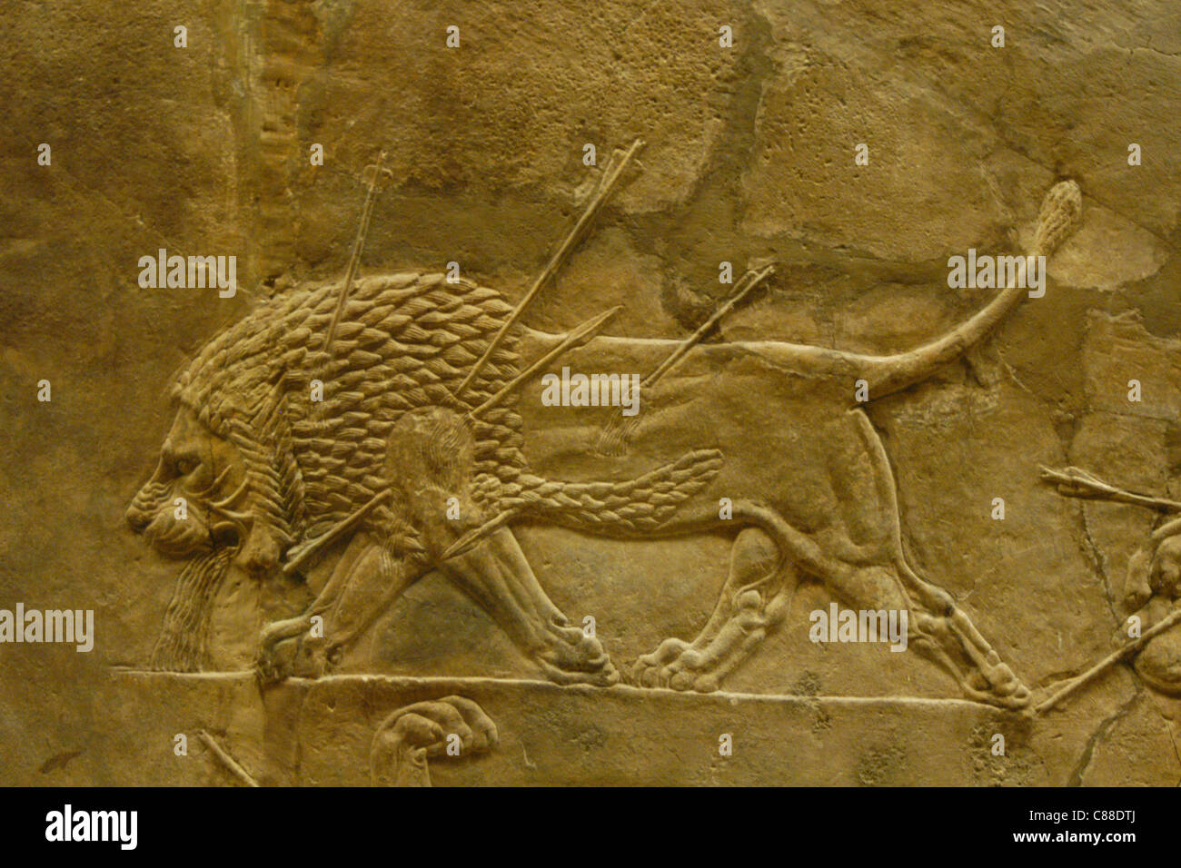 Assyrische Reliefs des königlichen Löwen jagen des Königs Ashurbanipal gesehen im British Museum in London, England, UK. Stockfoto