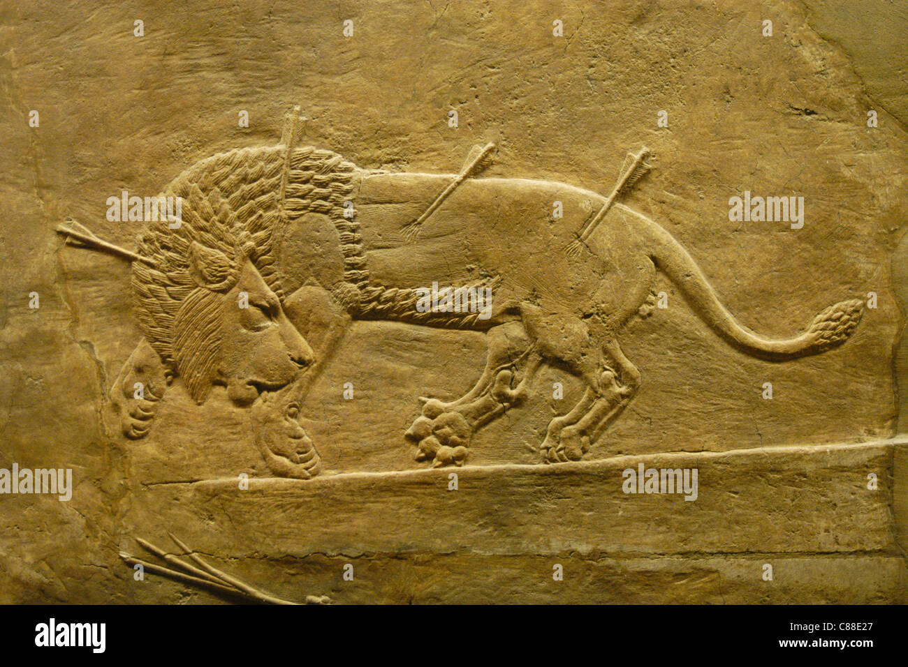 Assyrische Reliefs des königlichen Löwen jagen des Königs Ashurbanipal gesehen im British Museum in London, England, UK. Stockfoto