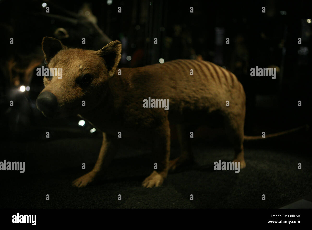 Gefüllte Tasmanian Tiger (Thylacinus Cynocephalus) in die große Galerie der Evolution in Paris, Frankreich. Stockfoto